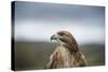 Red-Tailed Hawk (Buteo Jamaicensis), Bird of Prey, Herefordshire, England, United Kingdom-Janette Hill-Stretched Canvas