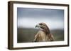 Red-Tailed Hawk (Buteo Jamaicensis), Bird of Prey, Herefordshire, England, United Kingdom-Janette Hill-Framed Photographic Print