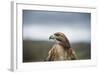 Red-Tailed Hawk (Buteo Jamaicensis), Bird of Prey, Herefordshire, England, United Kingdom-Janette Hill-Framed Photographic Print