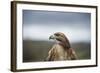 Red-Tailed Hawk (Buteo Jamaicensis), Bird of Prey, Herefordshire, England, United Kingdom-Janette Hill-Framed Photographic Print