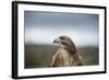 Red-Tailed Hawk (Buteo Jamaicensis), Bird of Prey, Herefordshire, England, United Kingdom-Janette Hill-Framed Photographic Print