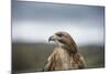 Red-Tailed Hawk (Buteo Jamaicensis), Bird of Prey, Herefordshire, England, United Kingdom-Janette Hill-Mounted Photographic Print