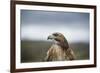 Red-Tailed Hawk (Buteo Jamaicensis), Bird of Prey, Herefordshire, England, United Kingdom-Janette Hill-Framed Photographic Print