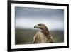 Red-Tailed Hawk (Buteo Jamaicensis), Bird of Prey, Herefordshire, England, United Kingdom-Janette Hill-Framed Photographic Print