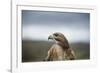 Red-Tailed Hawk (Buteo Jamaicensis), Bird of Prey, Herefordshire, England, United Kingdom-Janette Hill-Framed Photographic Print