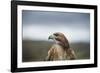 Red-Tailed Hawk (Buteo Jamaicensis), Bird of Prey, Herefordshire, England, United Kingdom-Janette Hill-Framed Photographic Print