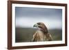 Red-Tailed Hawk (Buteo Jamaicensis), Bird of Prey, Herefordshire, England, United Kingdom-Janette Hill-Framed Photographic Print