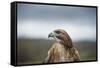 Red-Tailed Hawk (Buteo Jamaicensis), Bird of Prey, Herefordshire, England, United Kingdom-Janette Hill-Framed Stretched Canvas