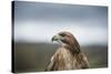 Red-Tailed Hawk (Buteo Jamaicensis), Bird of Prey, Herefordshire, England, United Kingdom-Janette Hill-Stretched Canvas