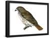 Red-Tailed Hawk (Buteo Jamaicensis), Birds-Encyclopaedia Britannica-Framed Poster