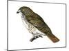 Red-Tailed Hawk (Buteo Jamaicensis), Birds-Encyclopaedia Britannica-Mounted Poster