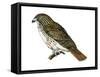 Red-Tailed Hawk (Buteo Jamaicensis), Birds-Encyclopaedia Britannica-Framed Stretched Canvas