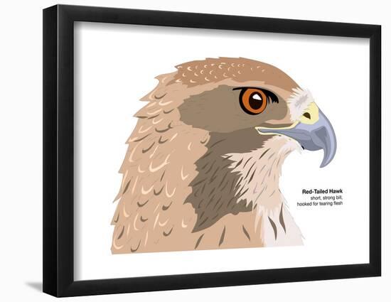 Red-Tailed Hawk (Buteo Jamaicensis), Birds-Encyclopaedia Britannica-Framed Poster