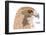 Red-Tailed Hawk (Buteo Jamaicensis), Birds-Encyclopaedia Britannica-Framed Poster