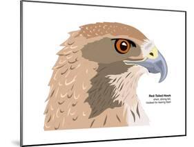 Red-Tailed Hawk (Buteo Jamaicensis), Birds-Encyclopaedia Britannica-Mounted Poster