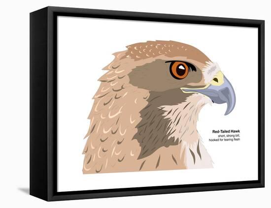 Red-Tailed Hawk (Buteo Jamaicensis), Birds-Encyclopaedia Britannica-Framed Stretched Canvas