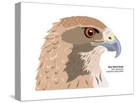Red-Tailed Hawk (Buteo Jamaicensis), Birds-Encyclopaedia Britannica-Stretched Canvas