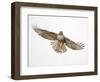 Red-tailed hawk (Buteo jamaicensis) doing a fly by.-Michael Scheufler-Framed Photographic Print
