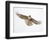 Red-tailed hawk (Buteo jamaicensis) doing a fly by.-Michael Scheufler-Framed Photographic Print