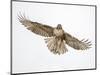 Red-tailed hawk (Buteo jamaicensis) doing a fly by.-Michael Scheufler-Mounted Photographic Print