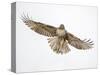 Red-tailed hawk (Buteo jamaicensis) doing a fly by.-Michael Scheufler-Stretched Canvas