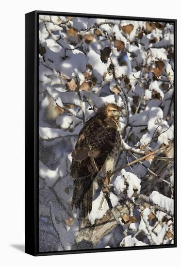 Red-Tailed Hawk (Buteo Jamaicensis) Juvenile in a Snow-Covered Tree-James Hager-Framed Stretched Canvas