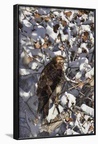 Red-Tailed Hawk (Buteo Jamaicensis) Juvenile in a Snow-Covered Tree-James Hager-Framed Photographic Print