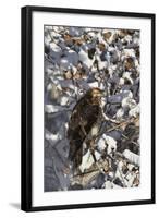 Red-Tailed Hawk (Buteo Jamaicensis) Juvenile in a Snow-Covered Tree-James Hager-Framed Photographic Print