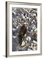 Red-Tailed Hawk (Buteo Jamaicensis) Juvenile in a Snow-Covered Tree-James Hager-Framed Photographic Print