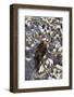 Red-Tailed Hawk (Buteo Jamaicensis) Juvenile in a Snow-Covered Tree-James Hager-Framed Photographic Print