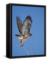 Red-Tailed Hawk (Buteo Jamaicensis) Taking Off-James Hager-Framed Stretched Canvas