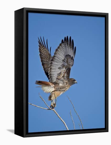 Red-Tailed Hawk (Buteo Jamaicensis) Taking Off-James Hager-Framed Stretched Canvas