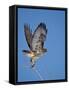 Red-Tailed Hawk (Buteo Jamaicensis) Taking Off-James Hager-Framed Stretched Canvas