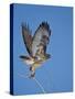 Red-Tailed Hawk (Buteo Jamaicensis) Taking Off-James Hager-Stretched Canvas