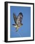 Red-Tailed Hawk (Buteo Jamaicensis) Taking Off-James Hager-Framed Photographic Print