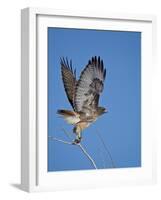 Red-Tailed Hawk (Buteo Jamaicensis) Taking Off-James Hager-Framed Photographic Print