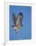 Red-Tailed Hawk (Buteo Jamaicensis) Taking Off-James Hager-Framed Photographic Print