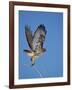 Red-Tailed Hawk (Buteo Jamaicensis) Taking Off-James Hager-Framed Photographic Print