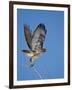 Red-Tailed Hawk (Buteo Jamaicensis) Taking Off-James Hager-Framed Photographic Print