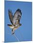 Red-Tailed Hawk (Buteo Jamaicensis) Taking Off-James Hager-Mounted Photographic Print