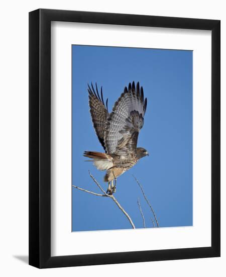 Red-Tailed Hawk (Buteo Jamaicensis) Taking Off-James Hager-Framed Premium Photographic Print