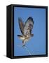 Red-Tailed Hawk (Buteo Jamaicensis) Taking Off-James Hager-Framed Stretched Canvas