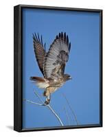 Red-Tailed Hawk (Buteo Jamaicensis) Taking Off-James Hager-Framed Photographic Print