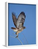 Red-Tailed Hawk (Buteo Jamaicensis) Taking Off-James Hager-Framed Photographic Print