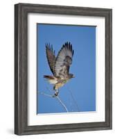 Red-Tailed Hawk (Buteo Jamaicensis) Taking Off-James Hager-Framed Photographic Print