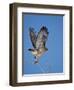 Red-Tailed Hawk (Buteo Jamaicensis) Taking Off-James Hager-Framed Photographic Print