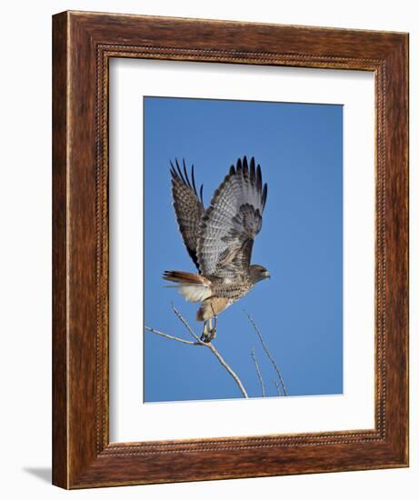 Red-Tailed Hawk (Buteo Jamaicensis) Taking Off-James Hager-Framed Photographic Print