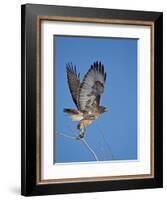 Red-Tailed Hawk (Buteo Jamaicensis) Taking Off-James Hager-Framed Photographic Print