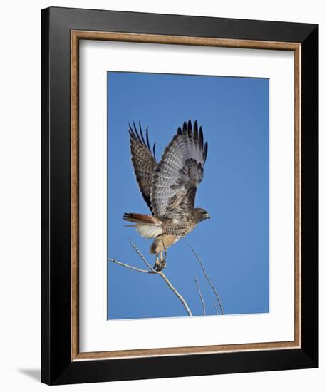 Red-Tailed Hawk (Buteo Jamaicensis) Taking Off-James Hager-Framed Photographic Print