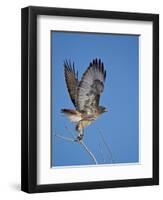 Red-Tailed Hawk (Buteo Jamaicensis) Taking Off-James Hager-Framed Photographic Print